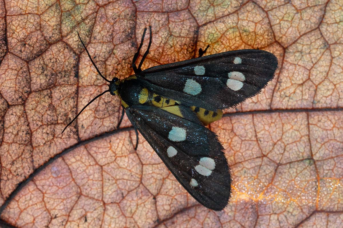 Piccola falena